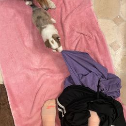 Shetland Sheepdog Puppies from Heavenly Shelties