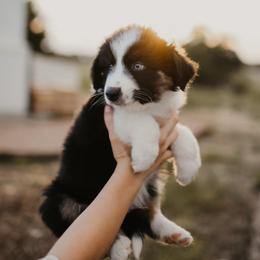 Echo (CL15) - Black tri-color male Australian Shepherd puppy in Bertram, Texas from Sky to Haven Aussies