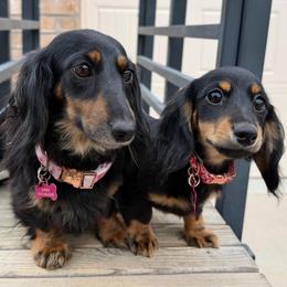 WPS Otter - Dachshund