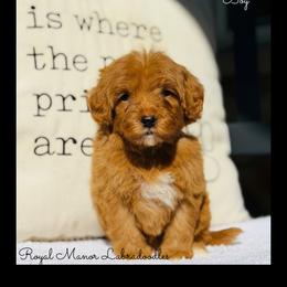 Boy 3 - Red male Australian Labradoodle puppy in Florence, New Jersey from Royal Manor Labradoodles