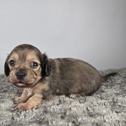 Nicholas - Cream male Dachshund puppy in Pryor, Oklahoma from Mighty Paws Manor