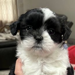 German Shepherd and Shih Tzu Puppies from Carlson Hill Farm