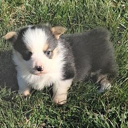 Charlie - Black and tan male Pembroke Welsh Corgi puppy in Hillsville, Virginia from Bonderosa Kennels