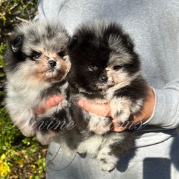 Pomeranian Puppies from Divine Poms