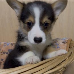 AKC Brown - Black and tan male Pembroke Welsh Corgi puppy in Summerfield, Florida from Promise Land Farm