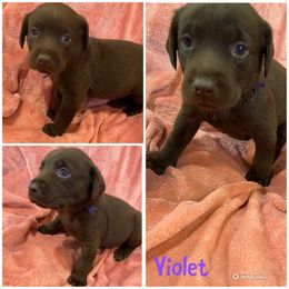Violet - Chocolate female Labrador Retriever puppy in Hartly, Delaware from Triple Threat Labradors