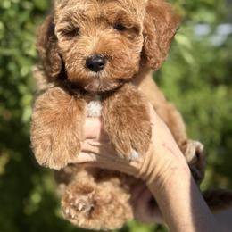 Goldendoodle puppies from Adored Poodle & Doodles