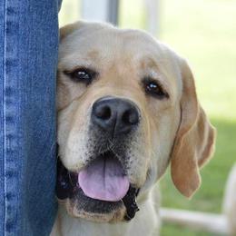 Labrador Retriever All Grown Up from Colindy Labradors