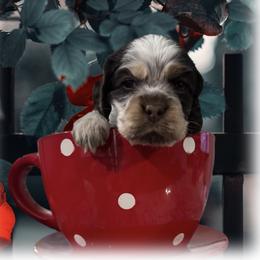 Gumbo - Brown white and tan male Cocker Spaniel puppy in Texarkana, Texas from K&M Cocker Spaniels