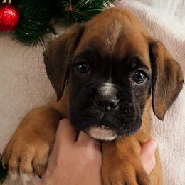 USCHER Boy 2 - Fawn Boxer puppy in Lafayette, Tennessee from Silver Rain