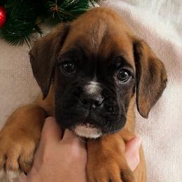 USCHER Boy 2 - Fawn Boxer puppy in Lafayette, Tennessee from Silver Rain