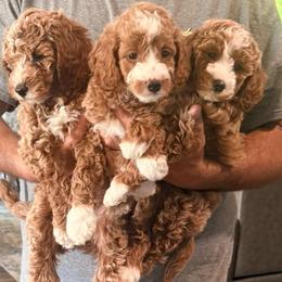 Canaan - Red  male Goldendoodle puppy in Knoxville, Tennessee from Graystone Doodles