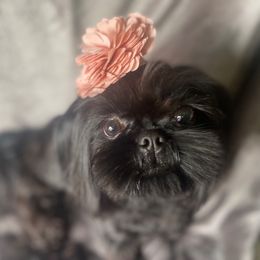 Lady Shade - Shih Tzu