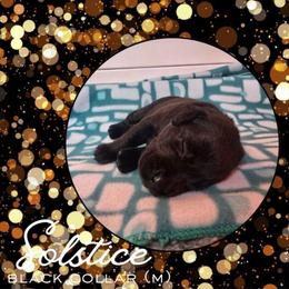 Solstice - Black Collar - Black male Labrador Retriever puppy in Sumerduck, Virginia from Cedar Mountain Retrievers