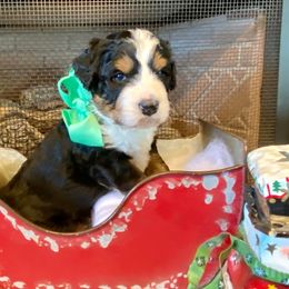 Bernedoodle and Goldendoodle Puppies from Dawg'on Doodles