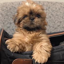 Peridot - Red female Shih Tzu puppy in Surprise, Arizona from Arizona Shih Tzu