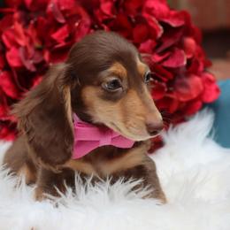 Comet ( Choc. Tan Male ) - Chocolate male Dachshund puppy in Woodbine, Georgia from Bowdachs Cream Pies