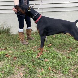 Kreed - Doberman Pinscher