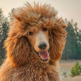 Minnie - Poodle