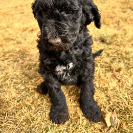 Goldendoodle Puppies from AZ Stickerdoodles