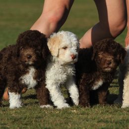 Lagotto Romagnolo Puppies from Flying Curls Lagotto Romagnolo