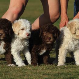 Lagotto Romagnolo Puppies from Flying Curls Lagotto Romagnolo