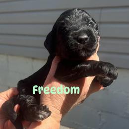 Freedom - Black male Goldendoodle puppy in Prosperity, Pennsylvania from Stelladoodles & Company