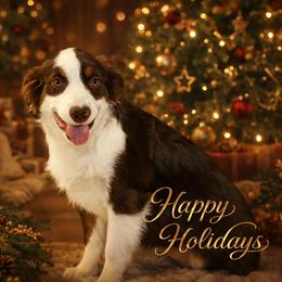 Luna Lovegood - Red tri female Miniature Australian Shepherd puppy in Levelland, Texas from Once Upon a Time Aussies