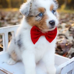 Morticia - Blue merle female Australian Shepherd puppy in Georgetown, Texas from River Reign Australian Shepherds