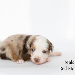 Colt - Red merle male Miniature Australian Shepherd puppy in Wooster, Ohio from Kari's Mini Aussies