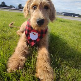 Assorted Doodle Crosses Puppies from Pupsaddlife
