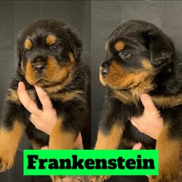 Frankenstein - Rottweiler puppy in North Carolina from Wild Gnome Kennel