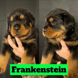 Frankenstein - Rottweiler puppy in North Carolina from Wild Gnome Kennel