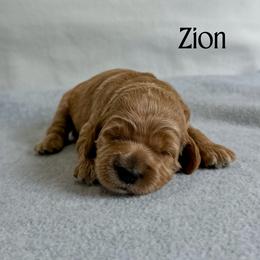 Girl 2 - female Australian Labradoodle puppy in Chelsea, Michigan from Michigan Labradoodles