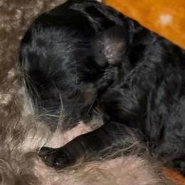 Stella - Black female Poodle puppy in Corona, California from Garden Of Poodles