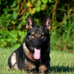 IntCH Lace's High Flying Sabre Cat Vom Hall BCAT CGC CGCA CGCU DJ TKN - German Shepherd