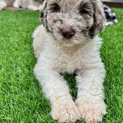 Newfypoo Puppies from Two Sisters Ranch, LLC