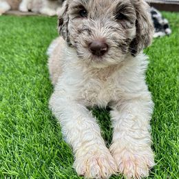 Newfypoo Puppies from Two Sisters Ranch, LLC