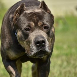 Raevyn - Cane Corso