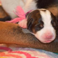 Greater Swiss Mountain Dog Puppies from Hidden Hill Greater Swiss Mountain Dogs