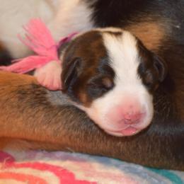 Greater Swiss Mountain Dog Puppies from Hidden Hill Greater Swiss Mountain Dogs