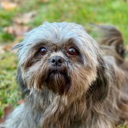 Gunner - Shih Tzu