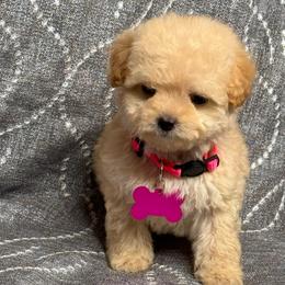 Star - Apricot female Maltipoo puppy in Bakersfield, California from Silvia's Maltipoos