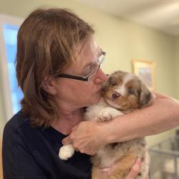 Miniature American Shepherd and Miniature Australian Shepherd Puppies from Husker Mini Aussies
