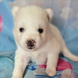 Dewy - 1800 - White male Pomsky puppy in Spring Hill, Florida from www.PuppyTimeEmporium.com