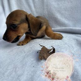 Dachshund Puppies from CSW Dachshunds