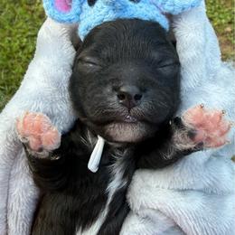 Black and white Boy - Black and white male Shihpoo puppy in Cottondale, Florida from Pat’s precious puppies