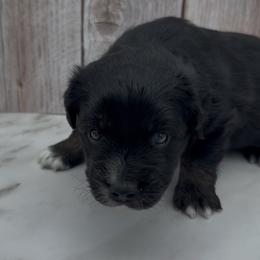 Griffin - Black male Toy Australian Shepherd puppy in Fairview, Tennessee from Hoffman Forest Acres LLC