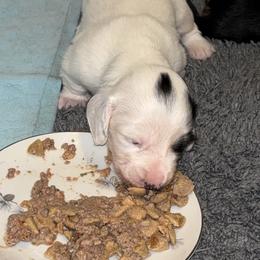 Sonic - Piebald male Dachshund puppy in Chelsea, Oklahoma from Renee's Dachshund's
