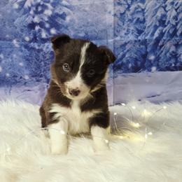 Judy Hopps - White and red female Border Collie puppy in Avilla, Indiana from Borderline Kennels